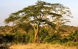 TANZANIA - Serengeti National Park - 386